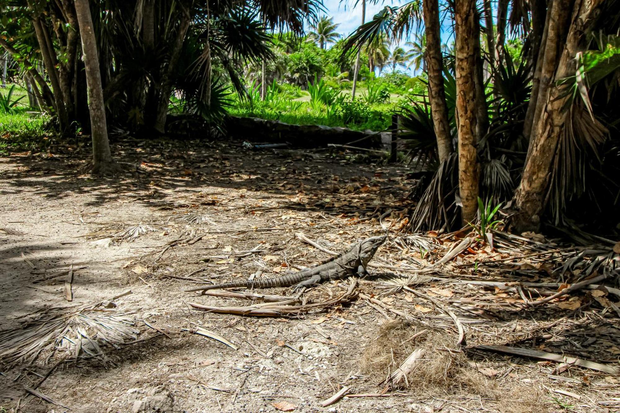 Villa Katalox At Aldea Zama Tulum Zewnętrze zdjęcie